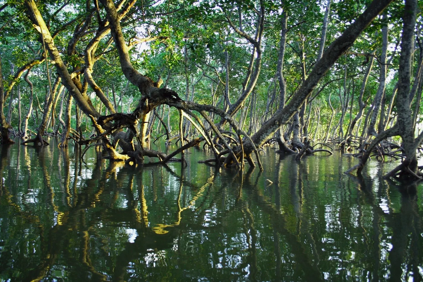 Mangrove roots reflected in still water